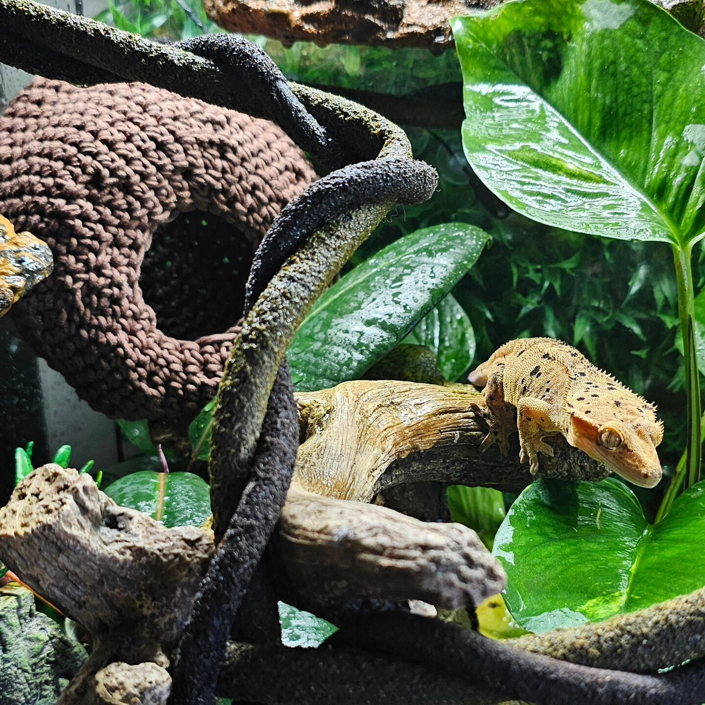 Crochet Gecko Hut